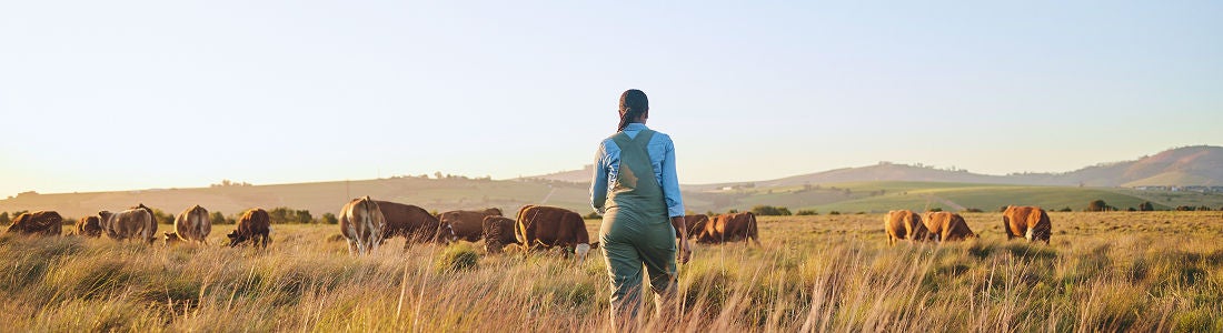 A person stands in tall grass, facing a herd of cattle grazing in a wide, open field. The setting is rural with rolling hills visible in the distance under a clear sky. The individual appears to be wearing overalls, suggesting agricultural work. The scene is bathed in warm, natural light, evoking a calm and peaceful mood. No visible text or numbers are present in the image.